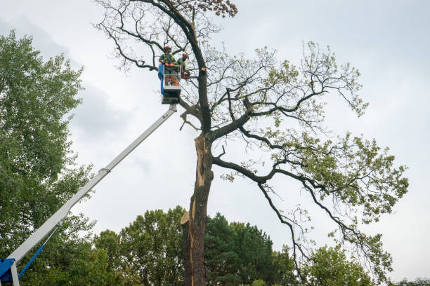 Best Fruit Tree Pruning  in Mickleton, NJ