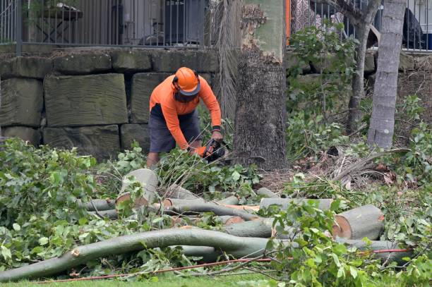 How Our Tree Care Process Works  in  Mickleton, NJ