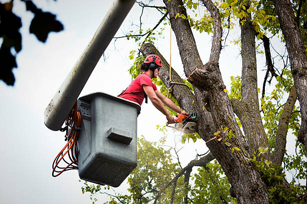 Best Tree Maintenance Programs  in Mickleton, NJ